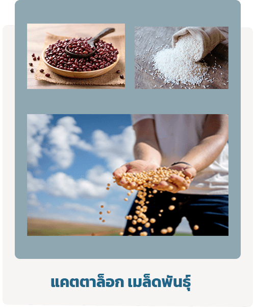 เมล็ดพันธุ์