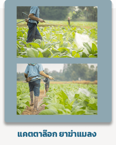 ยาฆ่าแมลง