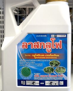 ลาสกลูโฟ