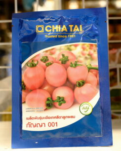 มะเขือเทศกัญญา