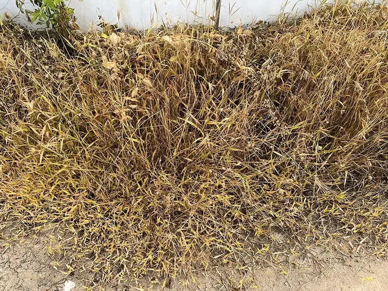 ฆ่าหญ้า1