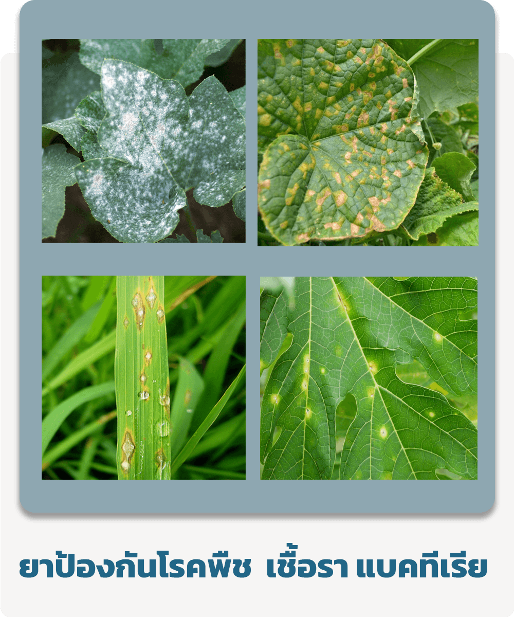 ยาป้องกันโรคพืช