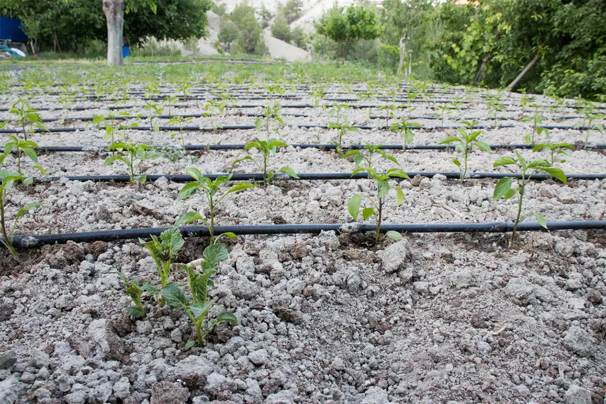 ระบบน้ำเพื่อการเกษตร