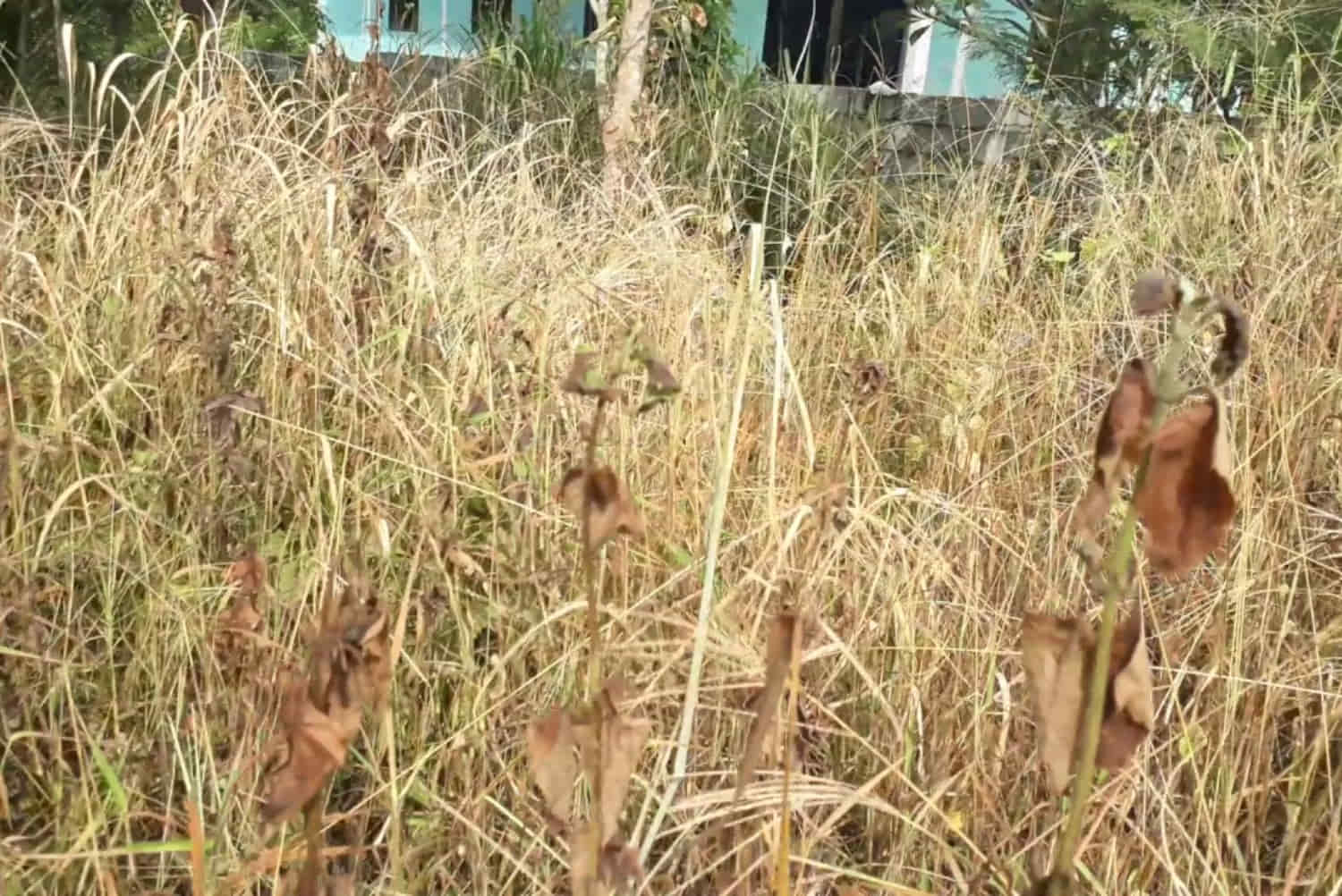 หญ้าตาย 1500x1002 1