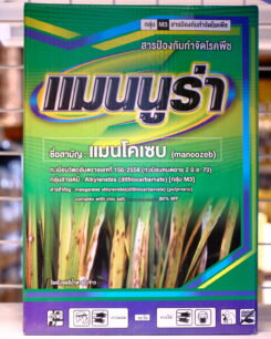 แมนนูร่า