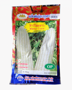 ข้าวโพดขาว