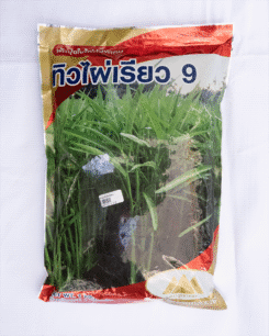 ผักบุ้งใบไผ่