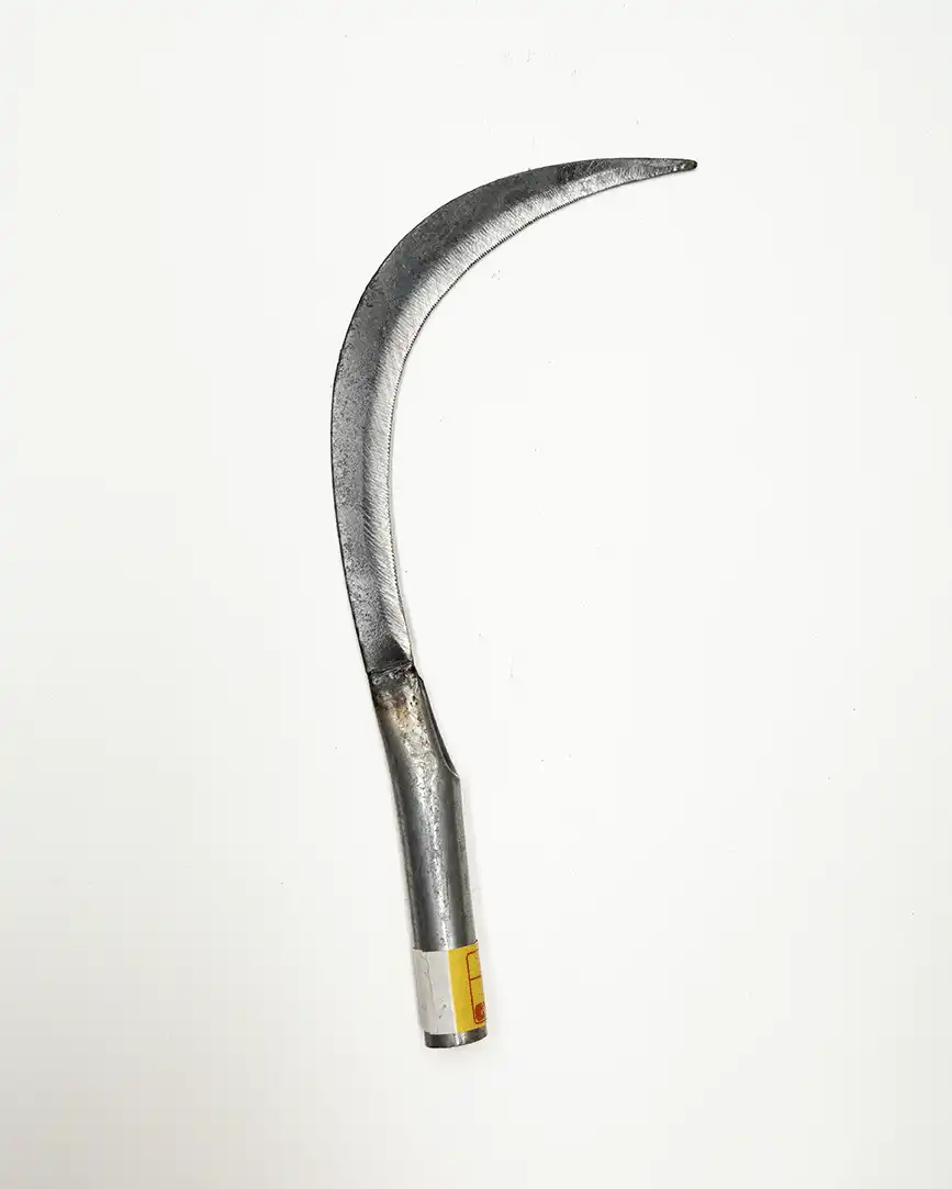 เคียวเกี่ยวข้าว-เหล็กกล้าทรงโค้ง-ใบเคียวคมกริบ-งานตีมือ-แข็งแรงทนทาน-สำหรับงานเกษตร