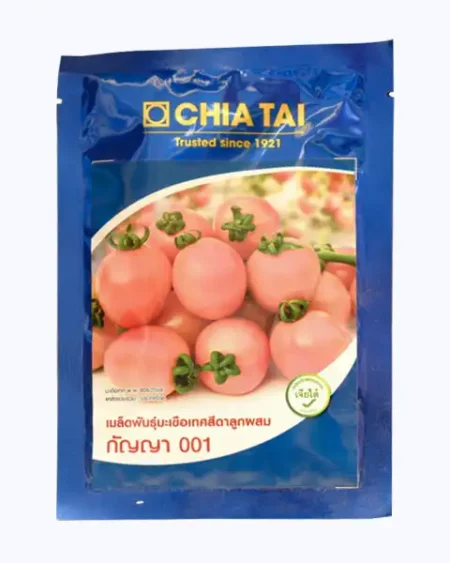 มะเขือเทศกัญญา