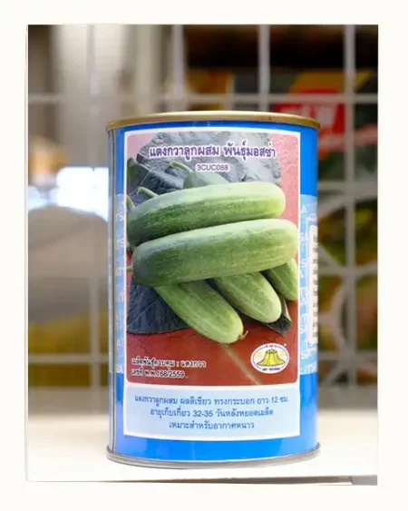 เมล็ดพันธุ์แตงกวาลูกผสม พันธุ์มอสซ่า