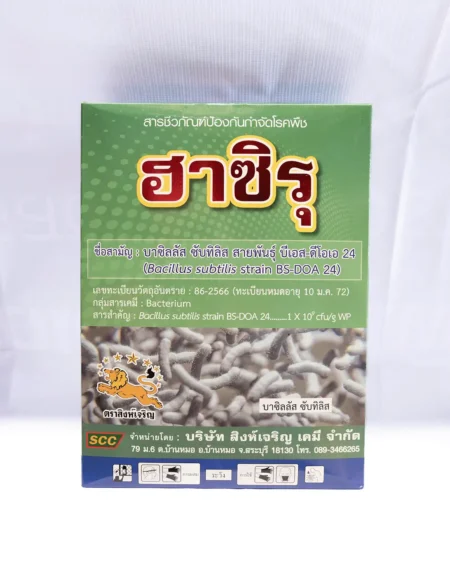 บาซิลลัส ซับทิลิส