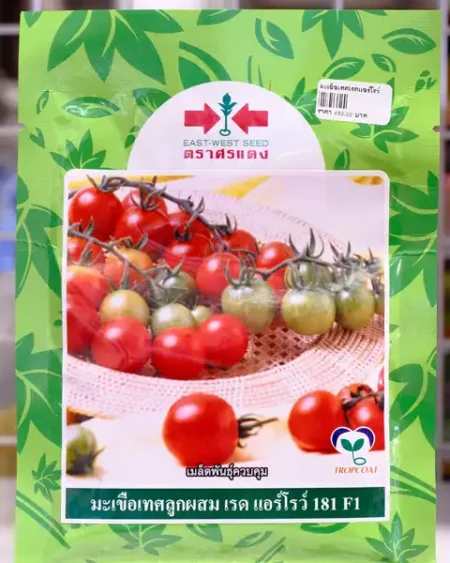 มะเขือเทศ