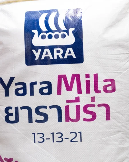 13 13 21 ยารามีร่า4